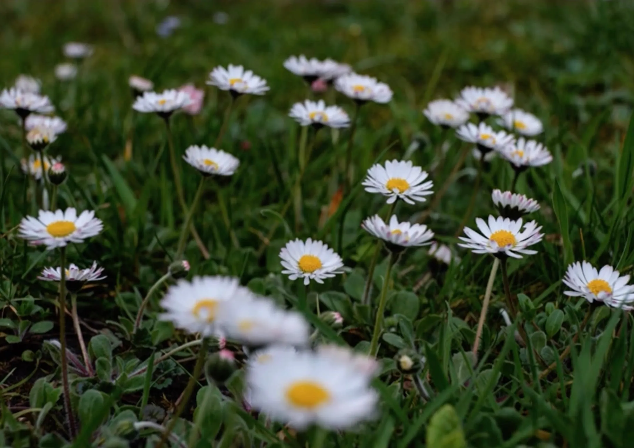Gänseblümchen auf einer Frühlingswiese