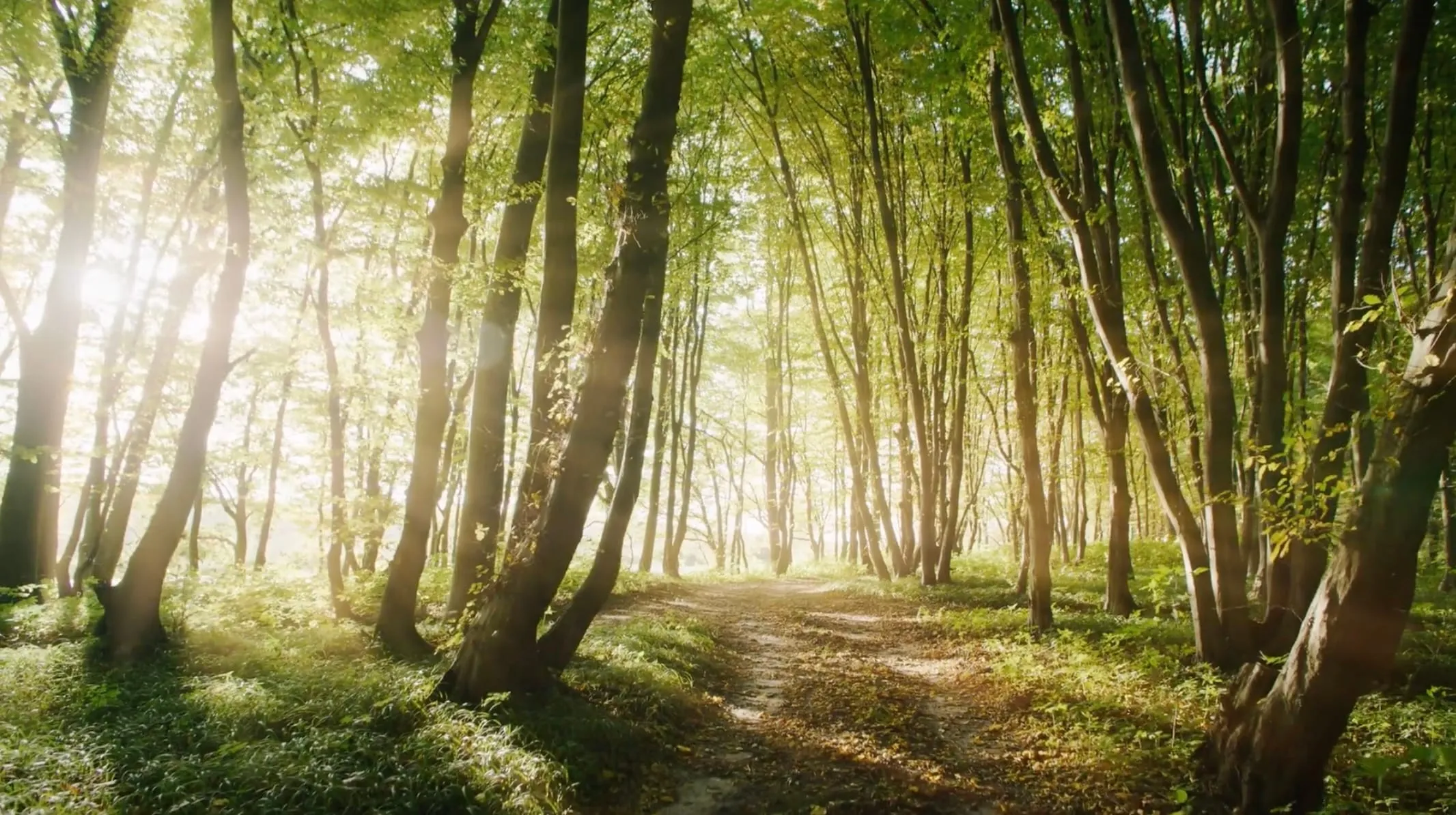 Sonnendurchfluteter Waldweg zwischen Buchen